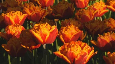 Red and yellow tulips in the early morning sun