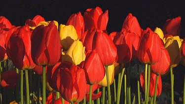 Mix of red and yellow tulips