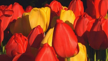 Mix of red and yellow tulips