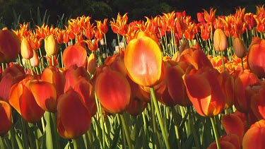Field of mixed tulips in the early morning sun