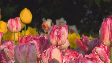 Fringed double pink tulips in the early morning sun