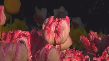 CM0032-RSHD-0046160 Fringed double pink tulips in the early morning sun