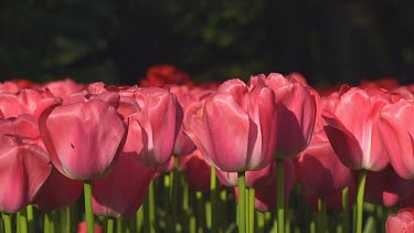 Field of pink tulips in Holland