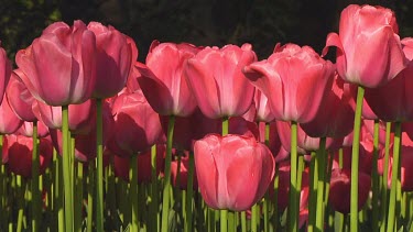 Field of pink tulips in Holland