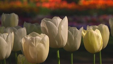 Small group of white tulips