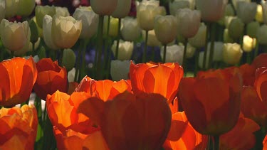 Orange tulips in the early morning sun