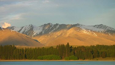 Trees next to Lake Tekapo, New Zealand