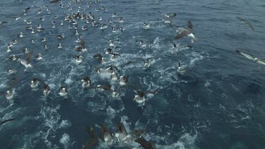Group of Salvin's albatross (Thalassarche salvini) feeding near the Bounty Islands (NZ)