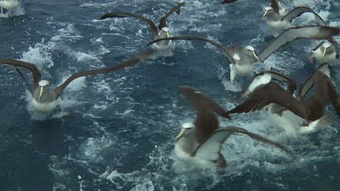 Group of Salvin's albatross (Thalassarche salvini) feeding near the Bounty Islands (NZ)