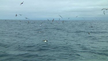 Group of Salvin's albatross (Thalassarche salvini) flying  near the Bounty Islands (NZ)