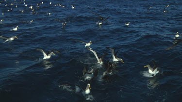 Group of Chatham Island albatross (Thalassarche eremita) feeding  near the Chatham Islands (NZ)