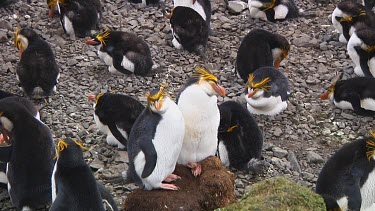 Two royal penguins (Eudyptes schlegeli) taking a nap in the colony on Macquarie Island (AU)