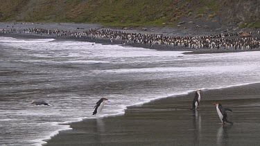 Royal penguins (Eudyptes schlegeli) walking into and out of the ocean on Macquarie Island (AU)