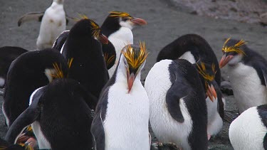 Royal penguin (Eudyptes schlegeli) preening on Macquarie Island (AU)