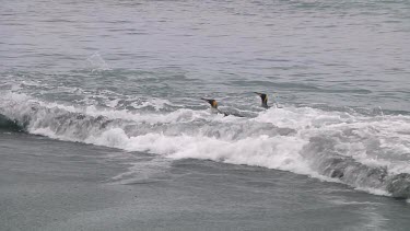 King penguins (Aptenodytes patagonicus) landing on the beach of Macquarie Island (AU)