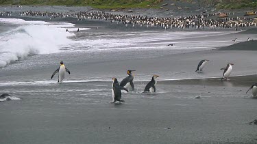 King penguins (Aptenodytes patagonicus) and royal penguins (Eudyptes schlegeli) walking into and out of the ocean on Macquarie Island (AU)