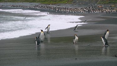 King penguins (Aptenodytes patagonicus) and royal penguins (Eudyptes schlegeli) walking into and out of the ocean on Macquarie Island (AU)