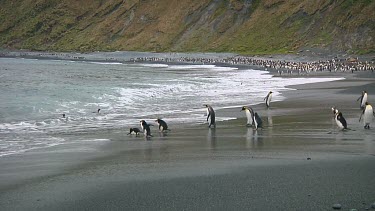 King penguins (Aptenodytes patagonicus) and royal penguins (Eudyptes schlegeli) walking into and out of the ocean on Macquarie Island (AU)