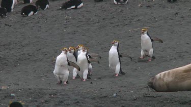 Royal penguins (Eudyptes schlegeli) walking on the beach of Macquarie Island (AU)