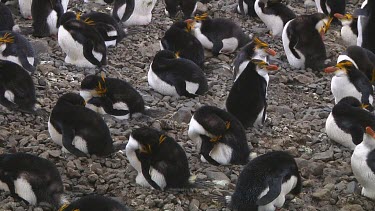 Royal penguins (Eudyptes schlegeli) sleeping in a colony on Macquarie Island (AU)