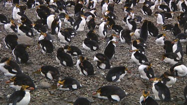 Royal penguins (Eudyptes schlegeli) waking up in a colony on Macquarie Island (AU)