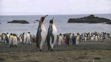Two  king penguins (Aptenodytes patagonicus) courting next to the colony on Macquarie Island (AU)