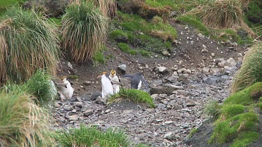 Royal penguins (Eudyptes schlegeli) walking up and down a hill on Macquarie Island (AU)