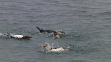 Royal penguins (Eudyptes schlegeli) washing in the ocean on Macquarie Island (AU)