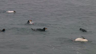 Royal penguins (Eudyptes schlegeli) washing in the ocean on Macquarie Island (AU)