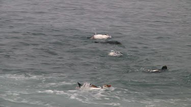 Royal penguins (Eudyptes schlegeli) washing in the ocean on Macquarie Island (AU)