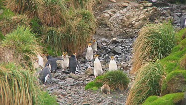 Royal penguins (Eudyptes schlegeli) walking up and down a hill on Macquarie Island (AU)