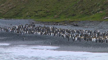 King penguins (Aptenodytes patagonicus) on the beach on Macquarie Island (AU)