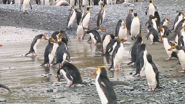 Royal penguins (Eudyptes schlegeli) on the beach of Macquarie Island (AU)