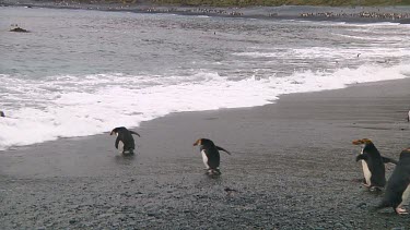 Royal penguins (Eudyptes schlegeli) walking into the ocean on Macquarie Island (AU)