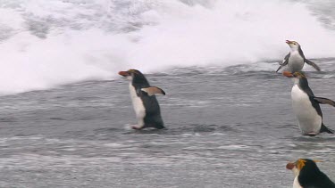 Royal penguins (Eudyptes schlegeli) walking into the ocean on Macquarie Island (AU)
