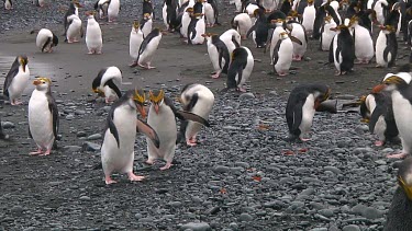 Royal penguins (Eudyptes schlegeli) on the beach of Macquarie Island (AU)