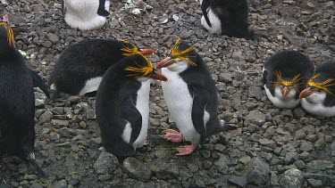 Royal penguins (Eudyptes schlegeli) on their nest on Macquarie Island (AU)