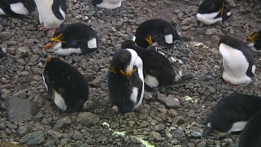 Royal penguin (Eudyptes schlegeli) sleeping in a colony on Macquarie Island (AU)