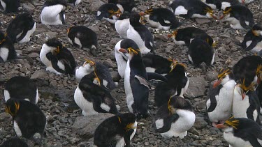 Royal penguin (Eudyptes schlegeli) lost in the colony on Macquarie Island (AU)