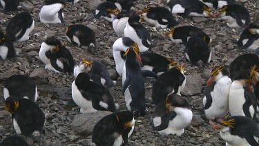 Royal penguin (Eudyptes schlegeli) lost in the colony on Macquarie Island (AU)