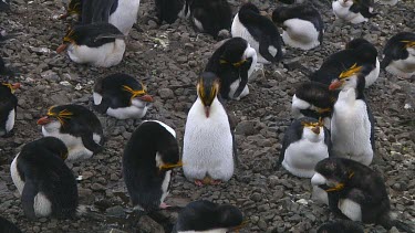 Royal penguin (Eudyptes schlegeli) preening on Macquarie Island (AU)