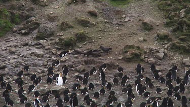 Brown skua (Stercorarius lonnbergi) feeding on a penguin egg on Macquarie Island (AU)