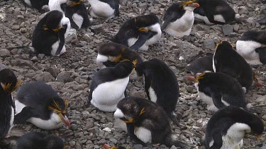 Royal penguins (Eudyptes schlegeli) preening on Macquarie Island (AU)