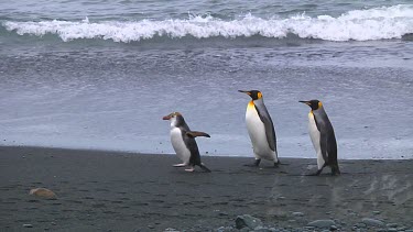 King penguins (Aptenodytes patagonicus) and royal penguins (Eudyptes schlegeli) walking on the beach on Macquarie Island (AU)