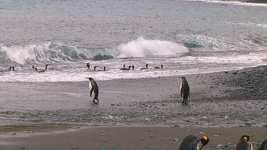 King penguin (Aptenodytes patagonicus) landing on the beach on Macquarie Island (AU)