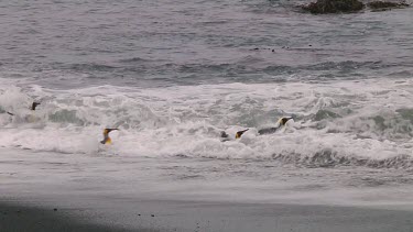 King penguin (Aptenodytes patagonicus) landing on the beach on Macquarie Island (AU)