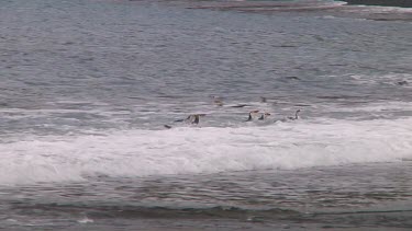 Royal penguins (Eudyptes schlegeli) landing on the beach of Macquarie Island (AU)