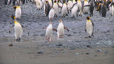 Royal penguins (Eudyptes schlegeli) walking on the beach on Macquarie Island (AU)