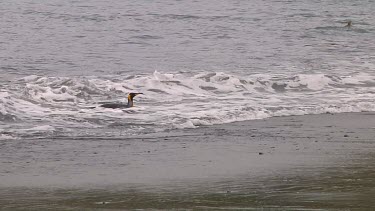 King penguin (Aptenodytes patagonicus) landing on the beach on Macquarie Island (AU)