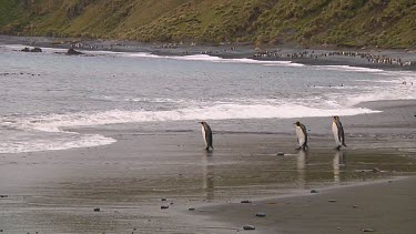 King penguins (Aptenodytes patagonicus) on the beach on Macquarie Island (AU)